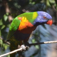 Rainbow Lorikeet