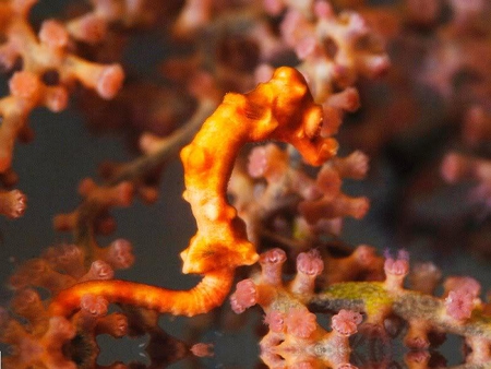 Sea Horse - coral, horse, ocean, sea