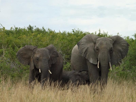 The Big Family - sky, trees, weeds, elephants