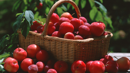 Juicy Apples - basket, apples, beautiful, juicy, red