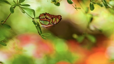 Lovely Wings - butterfly, delicate, wings, green, leaf, lovely