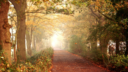 Lovely Pathway - pathway, autumn, trees, sunlight, dawn, lovely