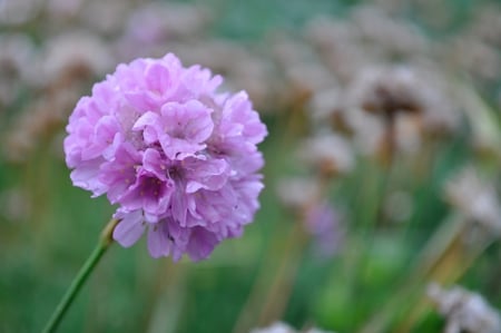 Purple Flower - raindrops, flower, single, purple