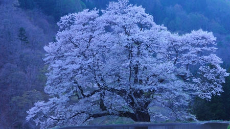 Japanese Tree - sakura, winter, tree, japanese, pond