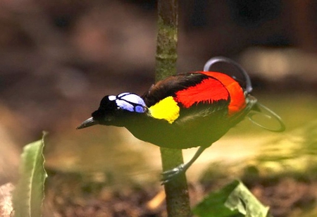 Bird_of_Paradise - picture, colors, bird-of-paradise, beautiful