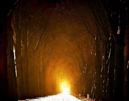 Way to Light - picture, trees, cool, way, light