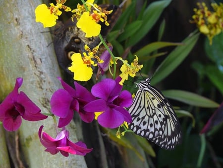 Paper Kite Butterfly - orchid, flower, tree, butterfly