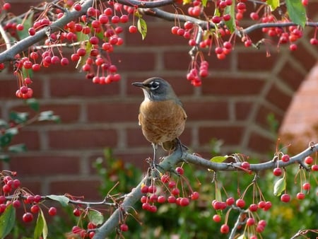 Robin Surrounded with Fruit - bird, fruit, robin, limbs