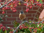 Robin Surrounded with Fruit