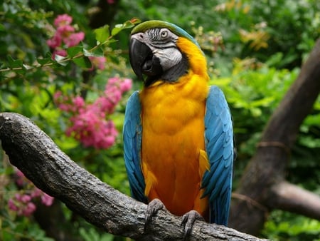 Macaw - ave, feathers, branch, amarelo, natureza, lovely, bird, gold, passaro, yellow, parrot, blue, beautiful, animal, flowers, macaw