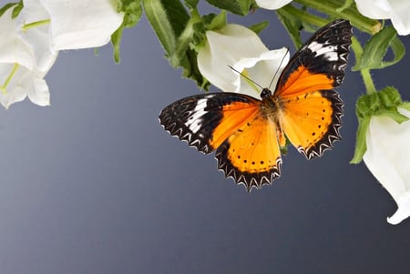 Butterfly on white flower - nice, art, butterfly, whire, flower