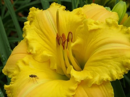 Daylily 