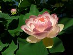 Delicate Pink Lotus Blossom