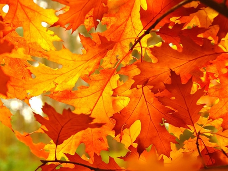 colorful autumn - nature, autumn, trees, colorful, twig, leaves, leaf, tree