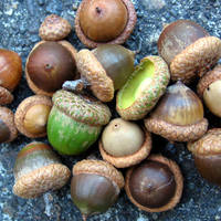 Acorn