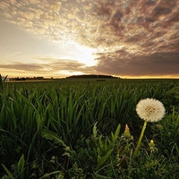 Green Fields