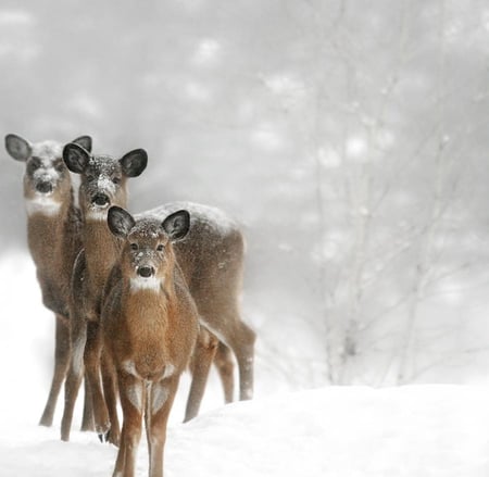 The Three Muskadeers - ears, faces, deers, snow, funny, cute