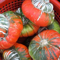 Winter squash