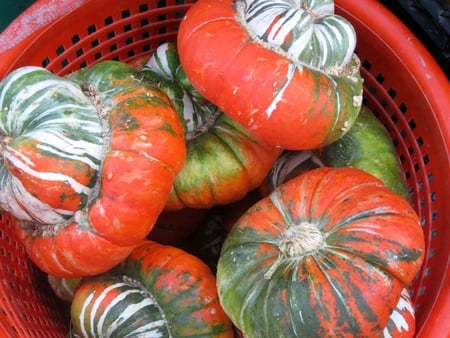 Winter squash - cos, verte, autumn, courges d hiver, basket, panier, verde, green, rouge, toamna, winter squash, rojo, otono, nature, tartacute, calabaza de invierno, red, rosu, automne