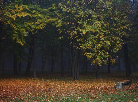 The wood is Dark and Deep - trees, autumn, woodland, bench, leaves