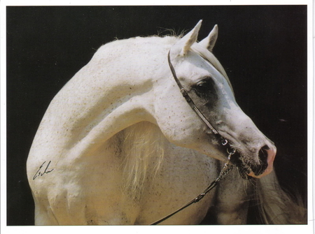 The Flea-Bit Arabian - beauty, horse, flea-bit, stallion, arabian