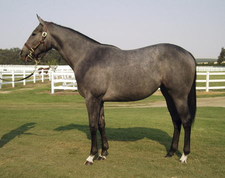 Blue Roan Yearling - yearling, roan, horses, blue