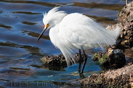 Snowy Egret - bird, snowy egret, white, crane