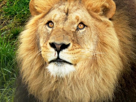 You Talking to Me - face, lion, mane, wild, king, grass, cute