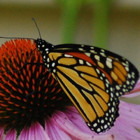 Monarch-Butterfly