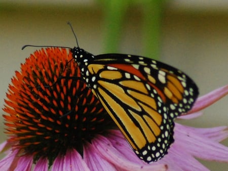 Monarch-Butterfly - butterfly, picture, monarch, beautiful