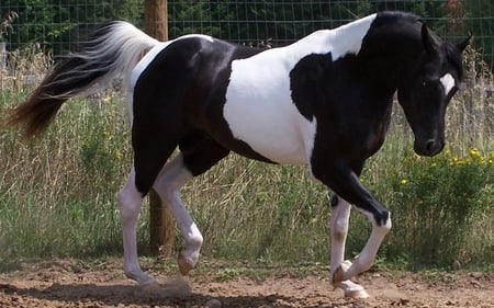 Tobiano Pintabian - black, tobiano, white, pintabian