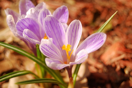 Crocus Flowers - flowers, picture, crocuses, beautiful