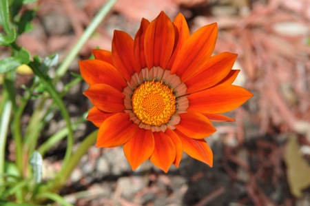 Orange Gazania - picture, gazania, beautiful, orange, flower