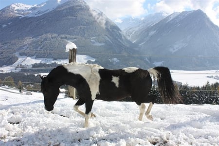 Sno-Pentabian - snow, tobiano, pintabian, horse