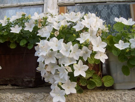 White Beauty - pretty, flowers, photo, window, white, nice, photography, house, nature, bulgaria