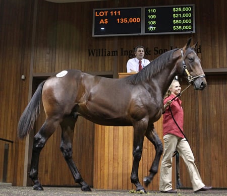 Yearling Sales - sales, yearling, horse, breeder