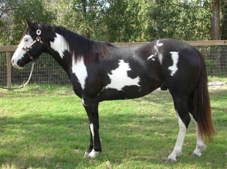 Blue Eyed Baby - stallion, horse, equus, blue eyes