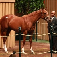 Yearling Sales