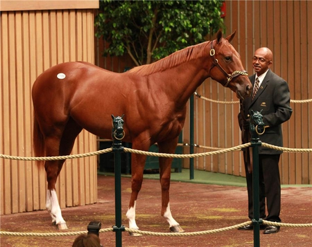 Yearling Sales - horses, yearling, young, sales