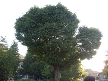 TREE - summer, photo, village, big, photography, tree, nature, bulgaria, green