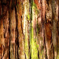 Mossy Tree Bark