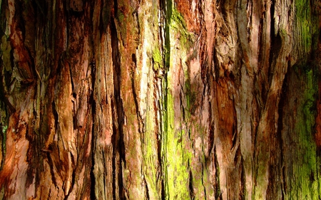 Mossy Tree Bark - mossy, photography, moss, tree, forests, nature, green, bark, plants