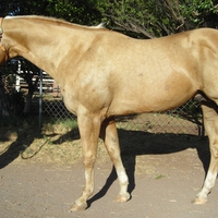 Creamelo Palomino