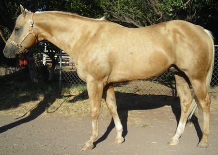 Creamelo Palomino - stallion, creamelo, horse, palomino