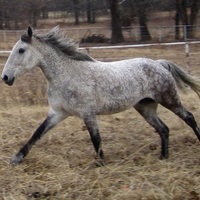 Galloping Curly