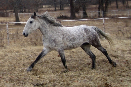 Galloping Curly - gallop, curly, horse, stallion