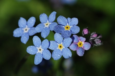 Dewy Baby Blues - flowers, pretty, dewy, baby blue, nature, photography, floral, dew drops