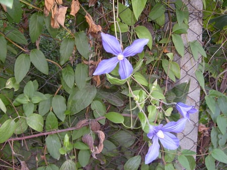 Purple Flower - nature, purple, green, photography, photo, flower, bulgaria, leaves