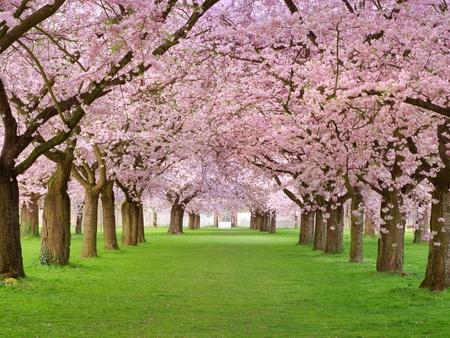 Pink trees - flower, forest, pink, tree, nature, grass