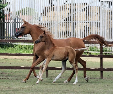 Cloud of Dust - arabian, gallop, horses, foal, mare